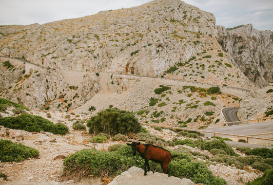 Fotografía de boda en Mallorca