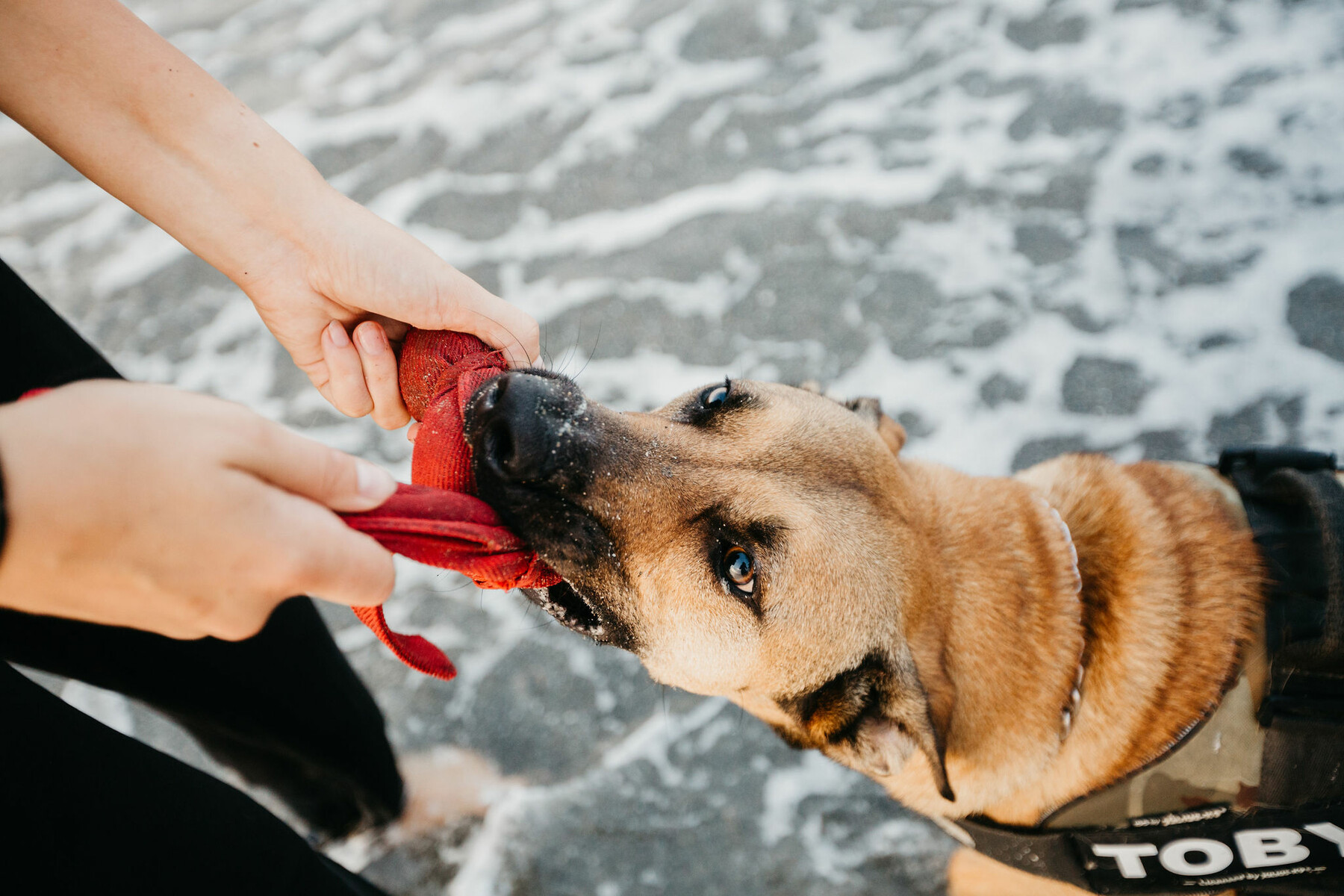 Photo set with dog in Manilva