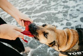 Sesión de fotos con perro en Manilva