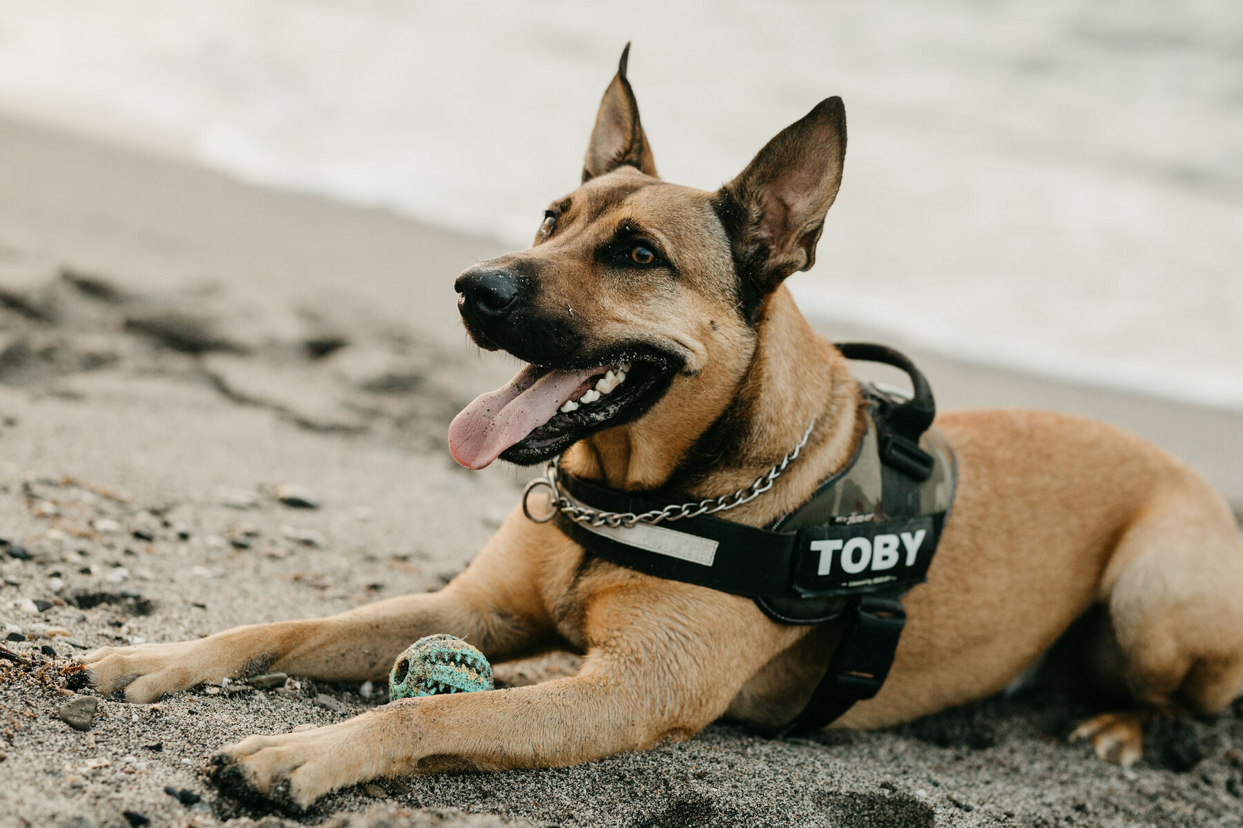 Photo set with dog in Manilva