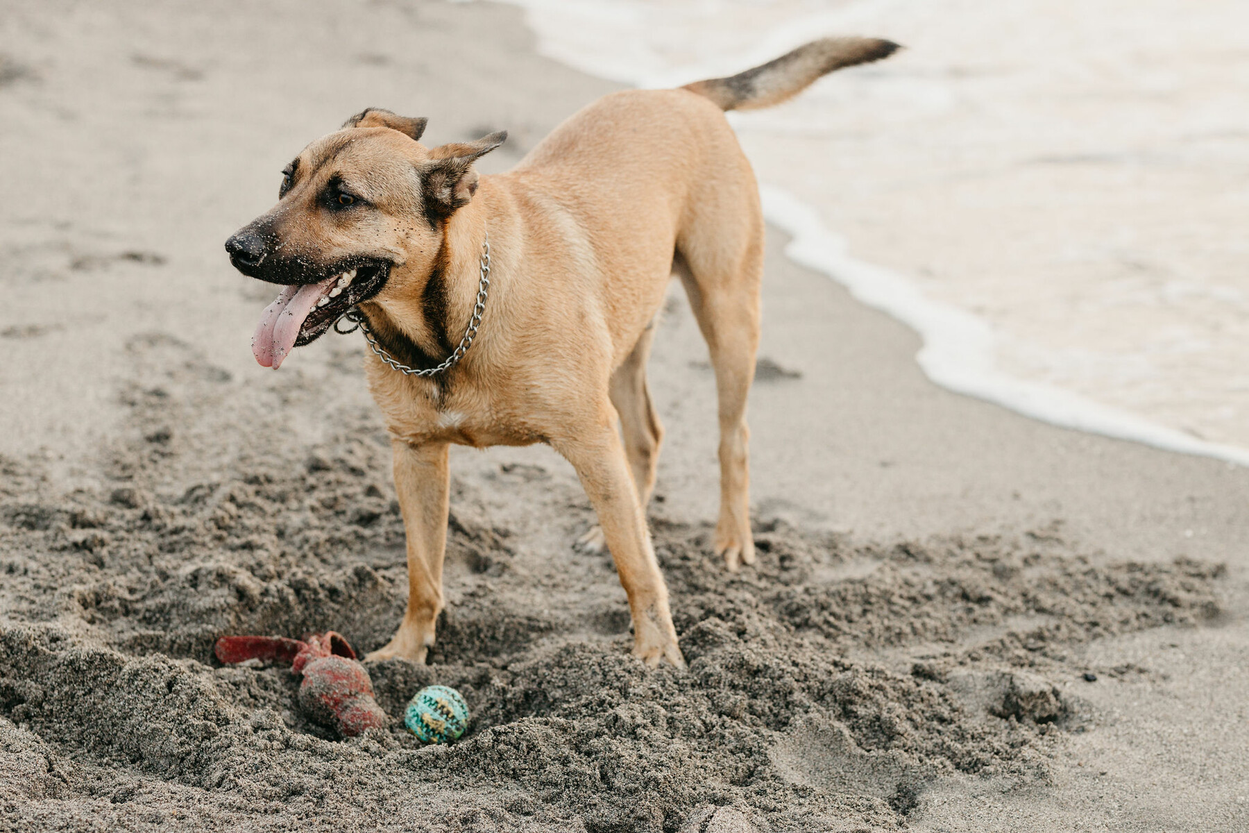 Photo set with dog in Manilva